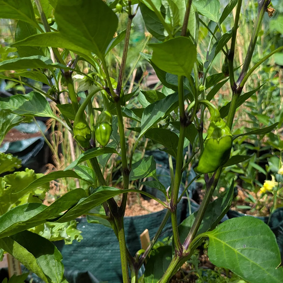 Paprika 'Sweet Chocolate' (Capsicum annuum) Samen