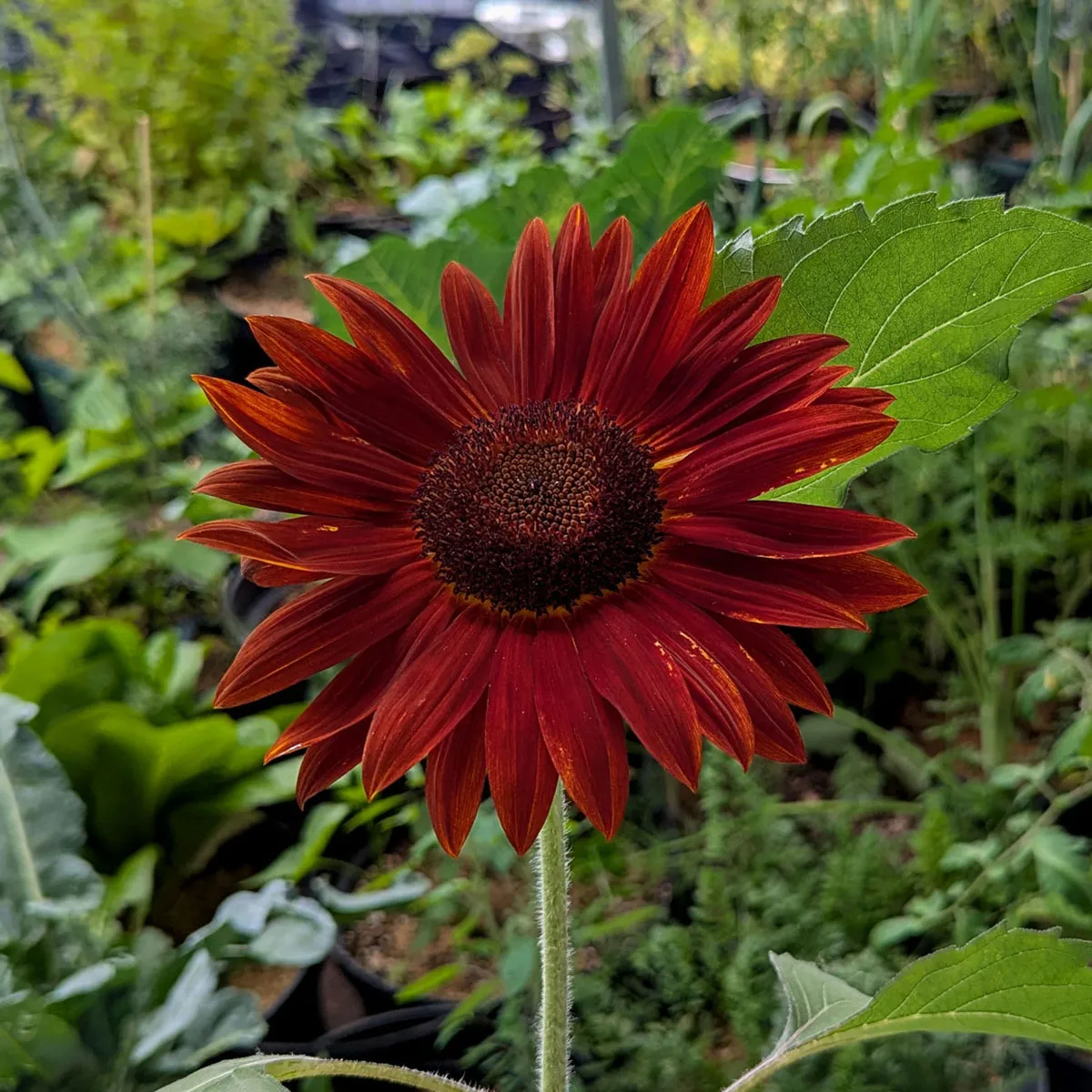 Rotbraune Sonnenblume 'Chocolat' (Helianthus annuus) Samen