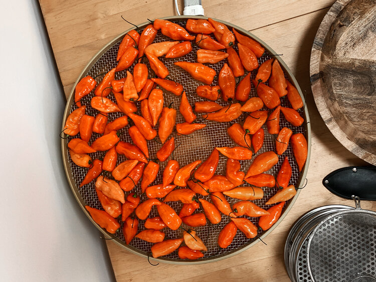 Geerntete orange Chilischoten liegen zum Trocknen auf einem runden Gittersieb