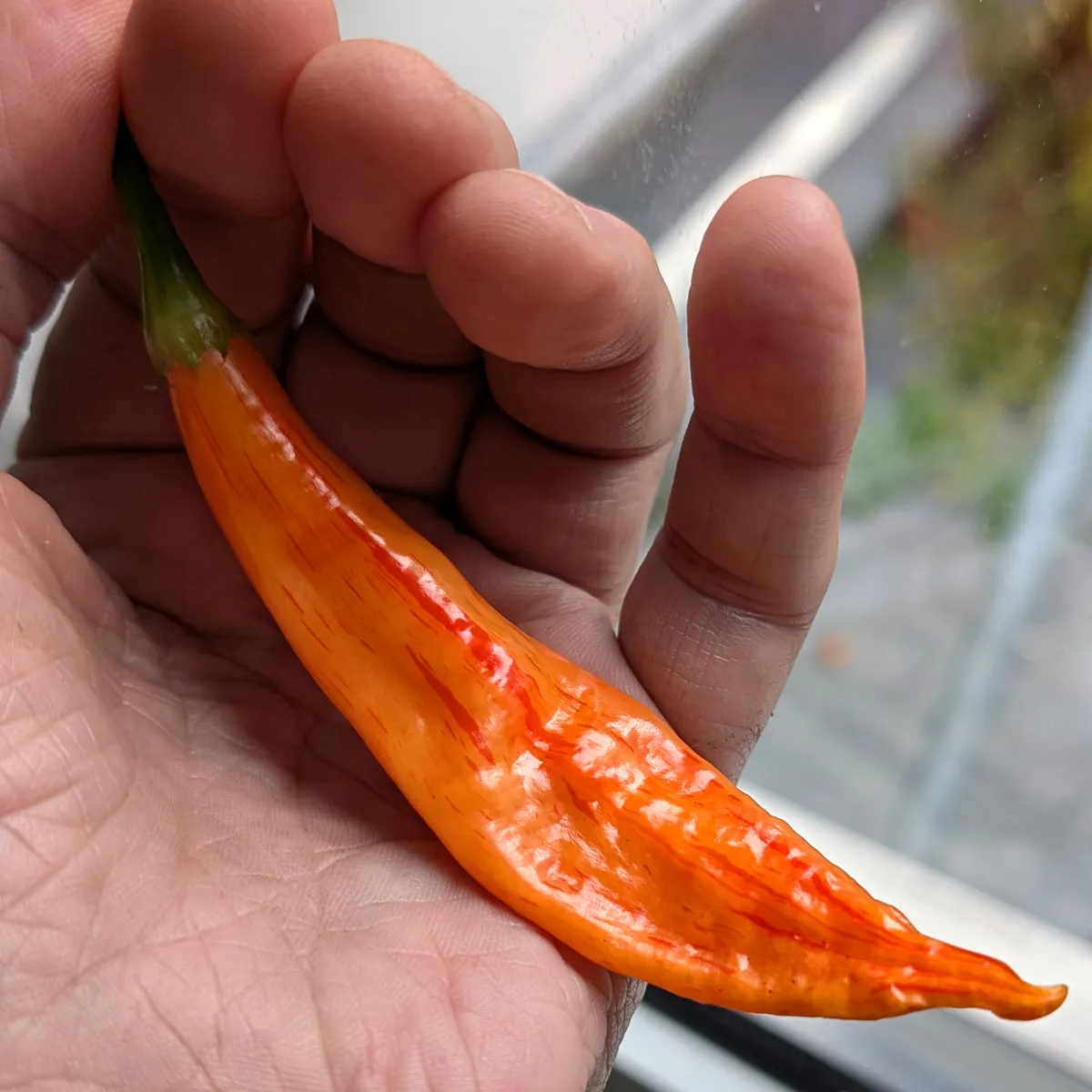 Chili 'Sugar Rush Peach Stripey' (Capsicum baccatum) Samen