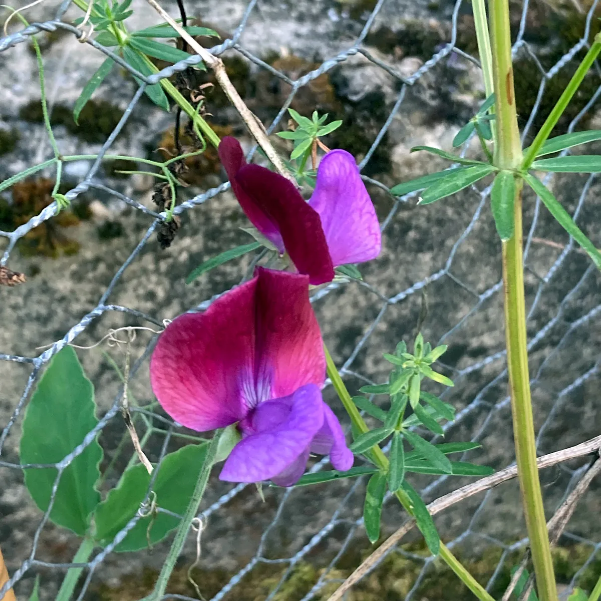 Zweifarbige Duftwicke 'Matucana' (Lathyrus odoratus) Samen