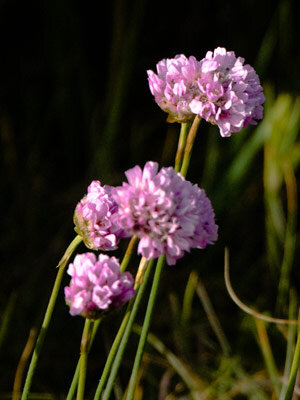 Strand-Grasnelke (Armeria maritima) mit rosa Blütenköpfchen