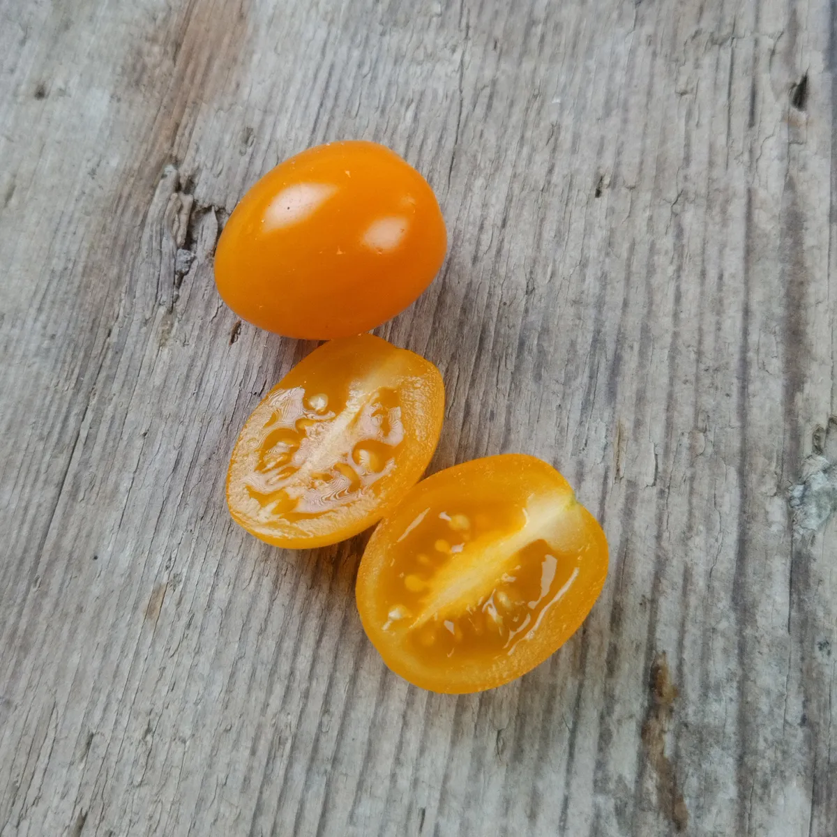 Orange Cocktailtomate 'Figiel' (Solanum lycopersicum) Bio Saatgut