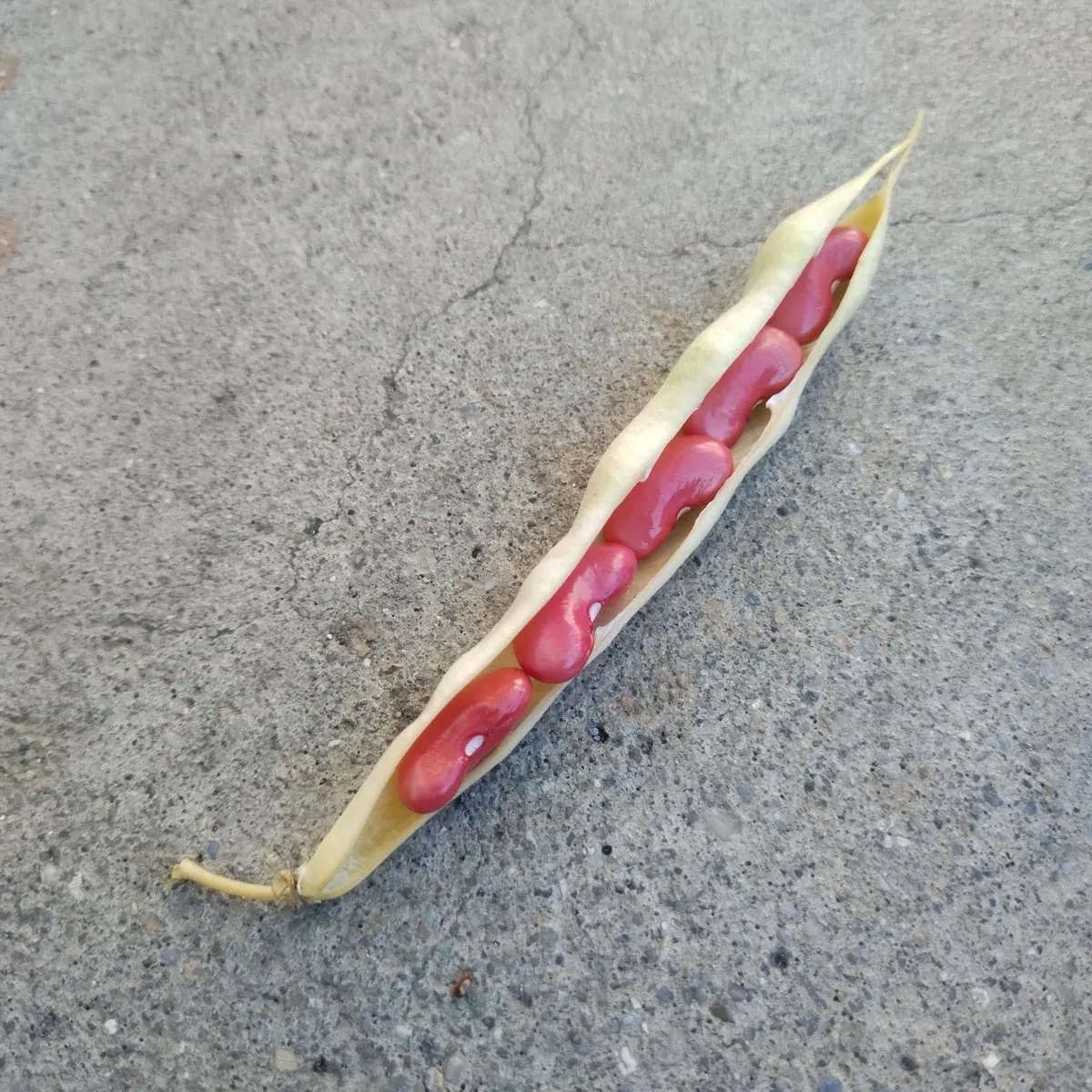 Buschbohne 'Canadian Wonder' (Phaseolus vulgaris) Bio Saatgut