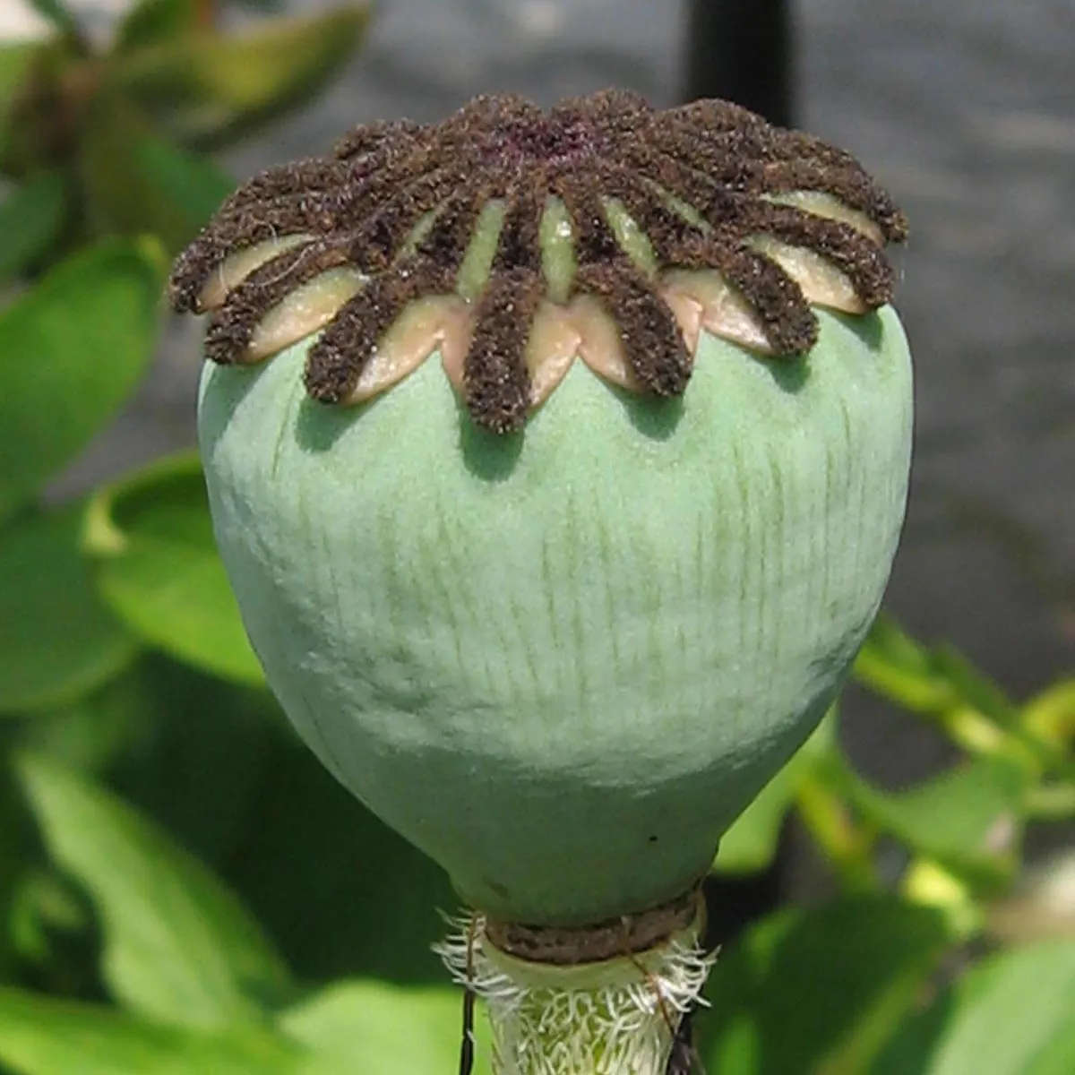 Orientalischer Gartenmohn 'Allegro' (Papaver orientale) Samen