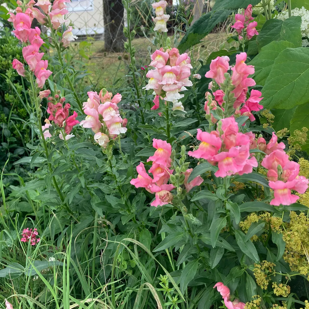 Rosa Löwenmäulchen 'The Rose' (Antirrhinum majus) Samen
