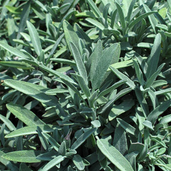 Graugrüne Blätter von Echtem Salbei (Salvia officinalis)