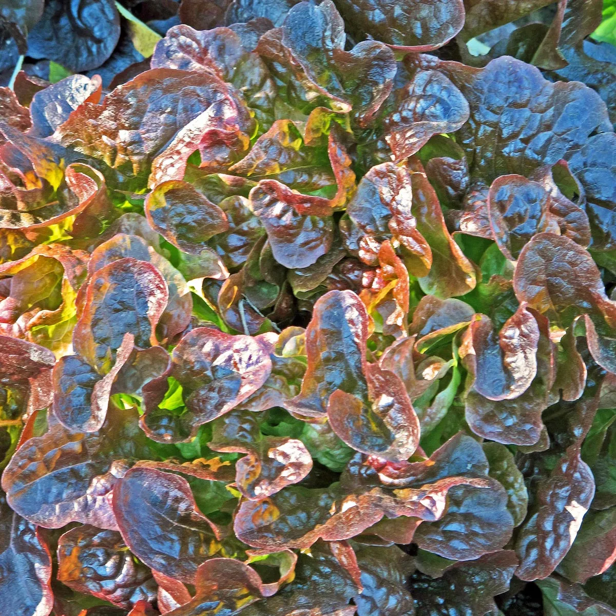 Pflücksalat 'Red Salad Bowl' (Lactuca sativa) Samen