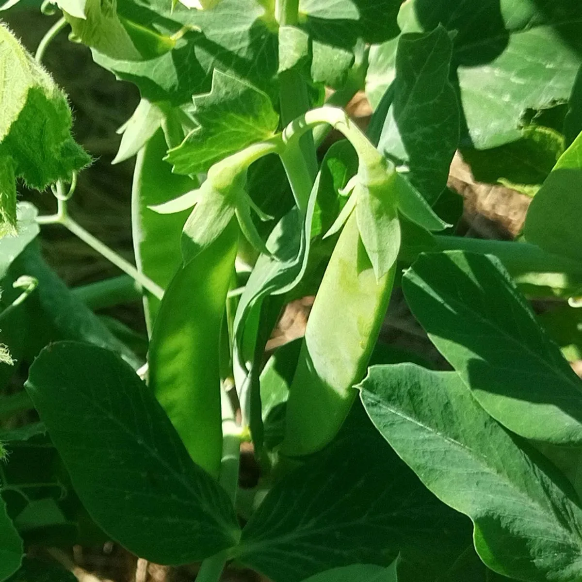 Markerbse 'Wunder von Kelvedon' (Pisum sativum L. convar. medullare) Bio Saatgut