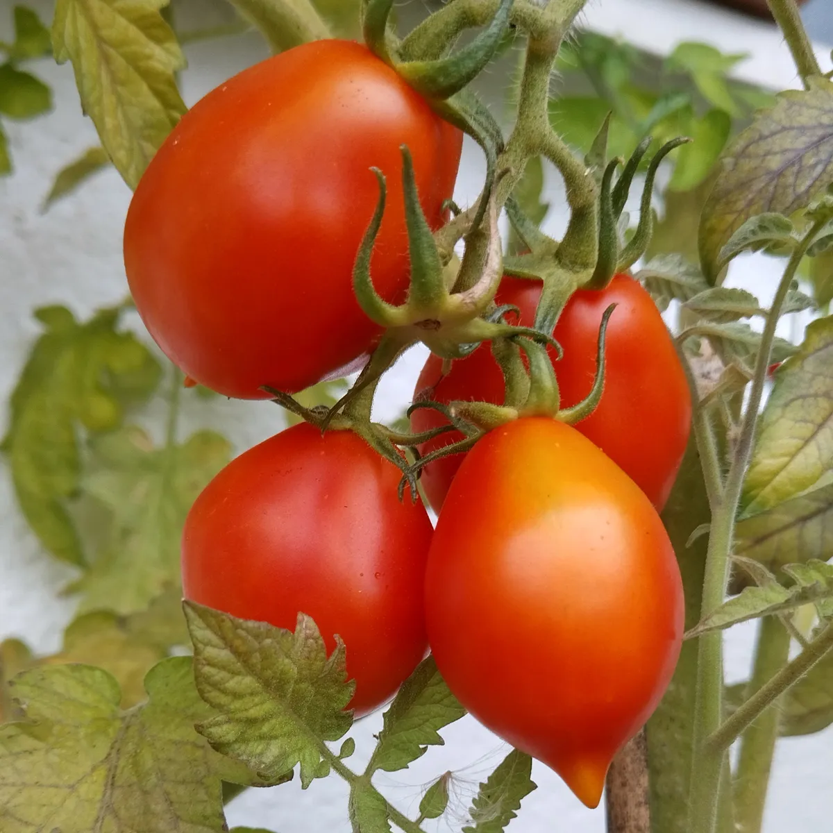 Tomate 'Piennolo del Vesuvio' (Solanum lycopersicum) Samen