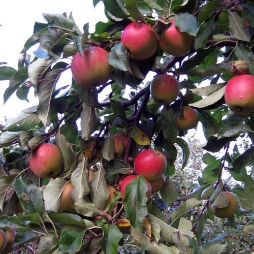 Reife rote Äpfel am Baum im Spätsommer