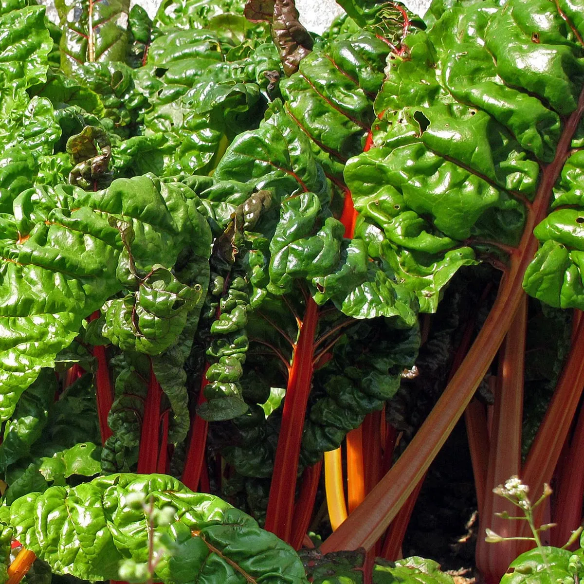 Roter Mangold 'Vulkan' (Beta vulgaris var. cicla) Samen