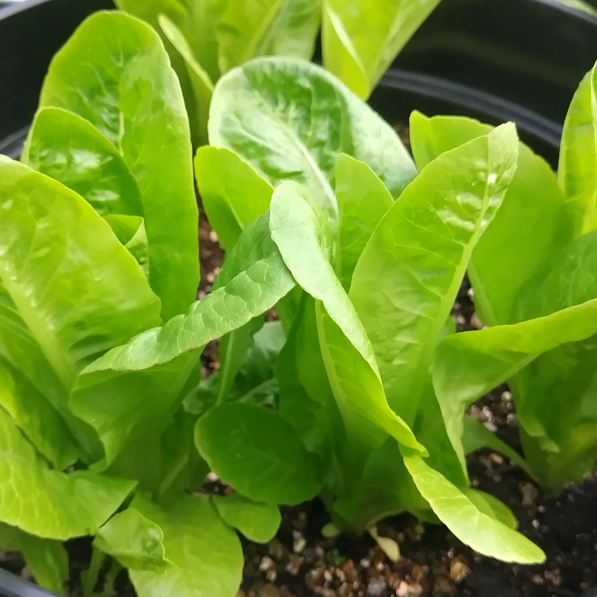 Romana-Salat Salatherzen 'Little Gem' (Lactuca sativa) Samen
