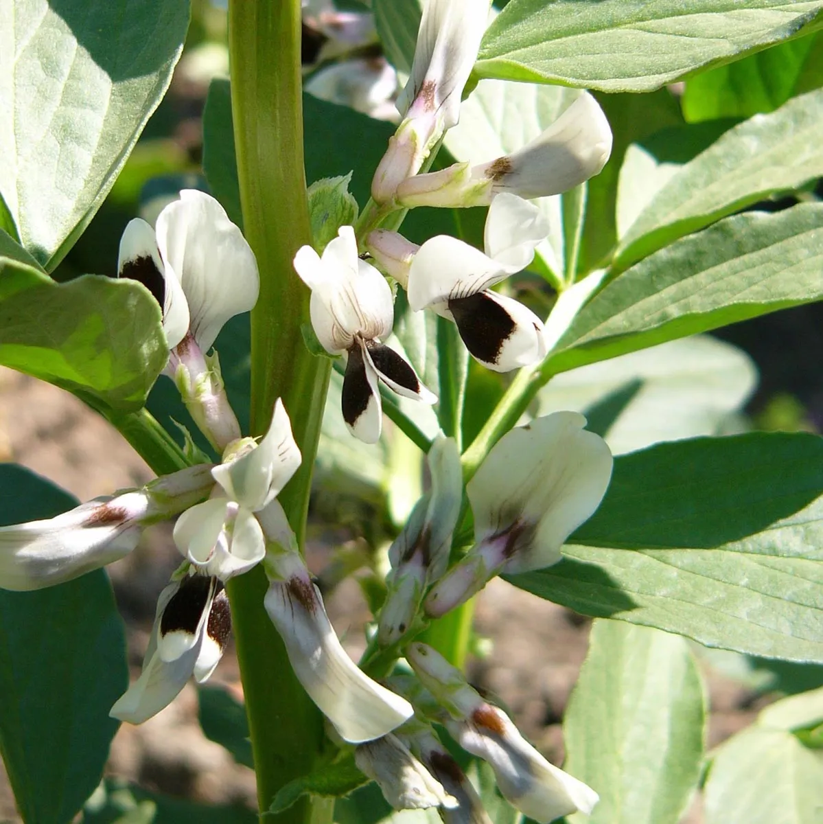 Dicke Bohne 'Extra precoce a grano violetto' (Vicia faba) Samen