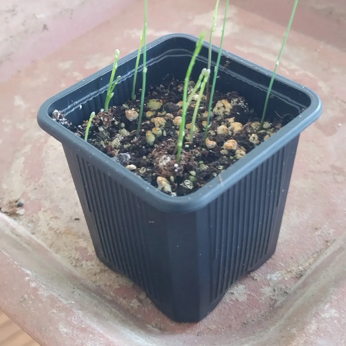 Grüner Spargel 'Mary Washington' (Asparagus officinalis) Samen