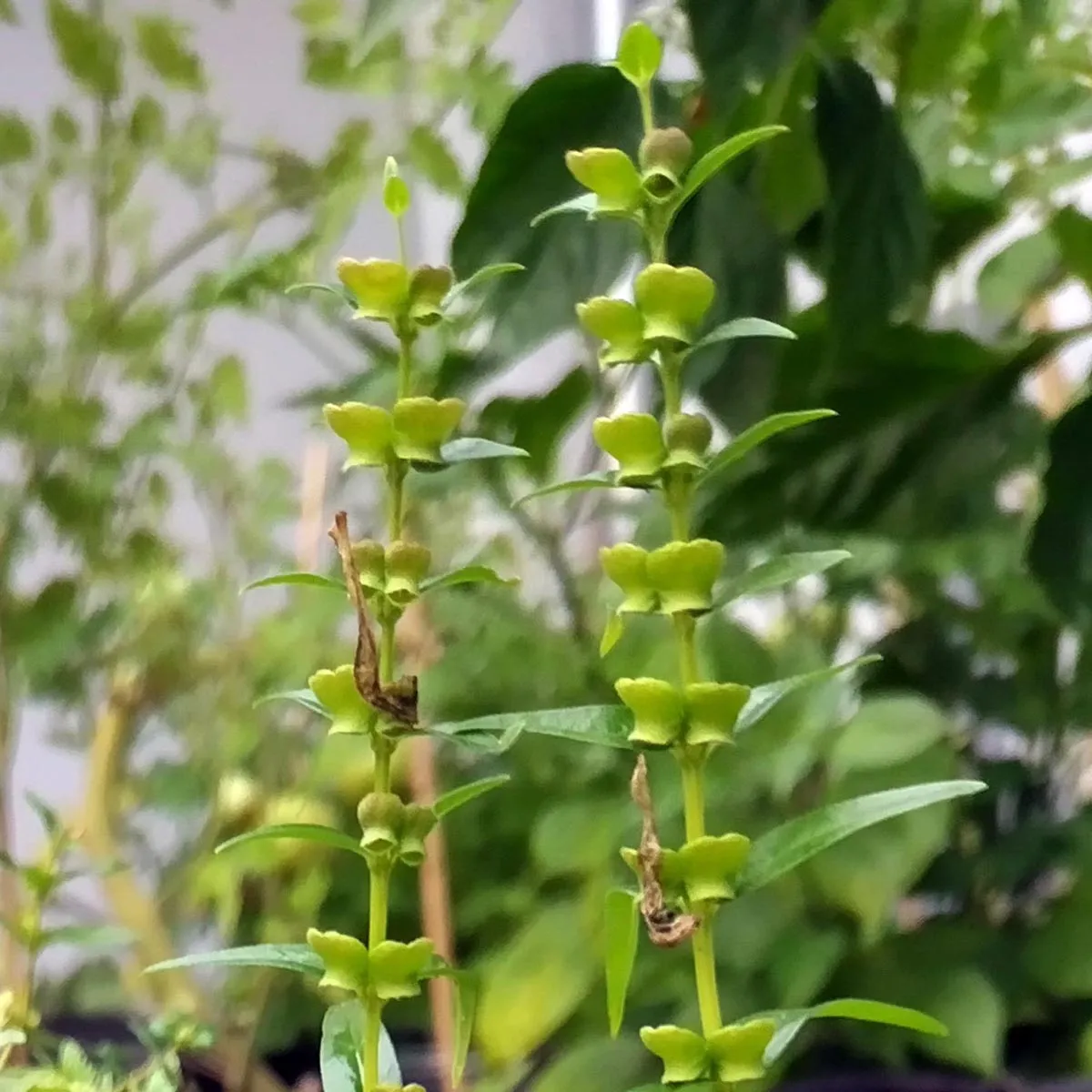 Baikal-Helmkraut/ Chinesisches Helmkraut (Scutellaria baicalensis) Bio