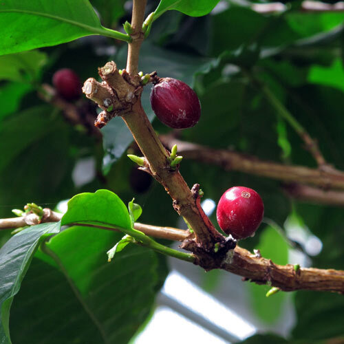 Zweig eines Kaffeestrauchs mit roten Kaffeekirschen