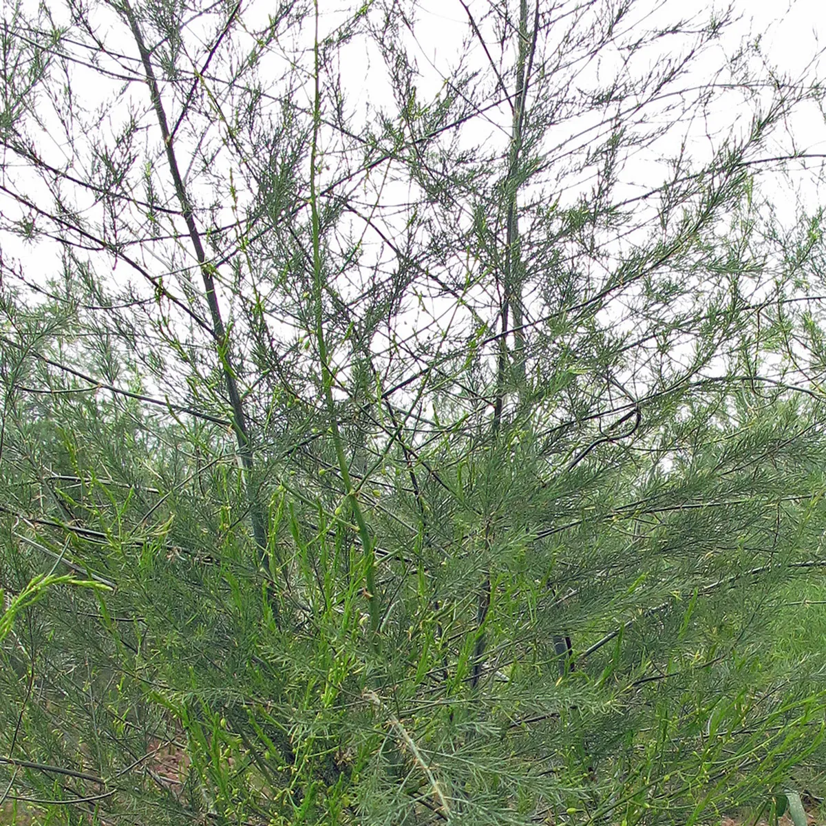 Grüner Spargel 'Mary Washington' (Asparagus officinalis) Samen