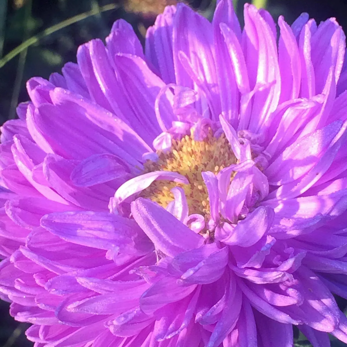 Krallenaster (Callistephus chinensis) Samen