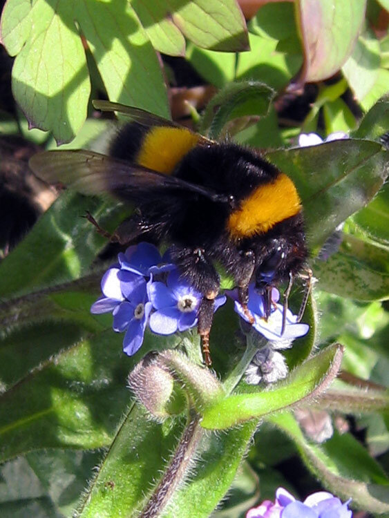Hummel sammelt Nektar an kleinen blauen Blüten