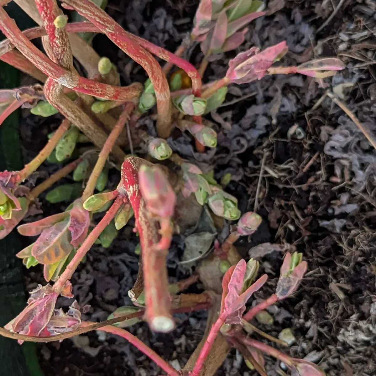 Gold-Wolfsmilch (Euphorbia epithymoides syn. polychroma) Samen