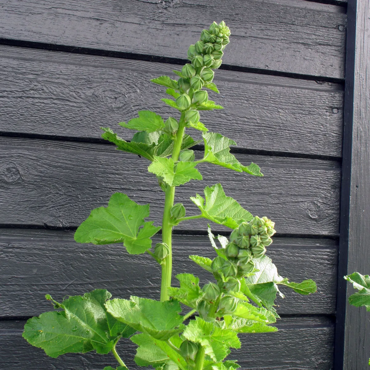 Stockrose-Mischung (Alcea rosea) Samen