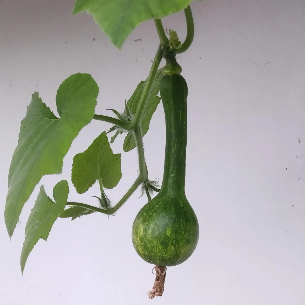 Butternut-Kürbis 'Ponca' (Cucurbita moschata) Bio Saatgut
