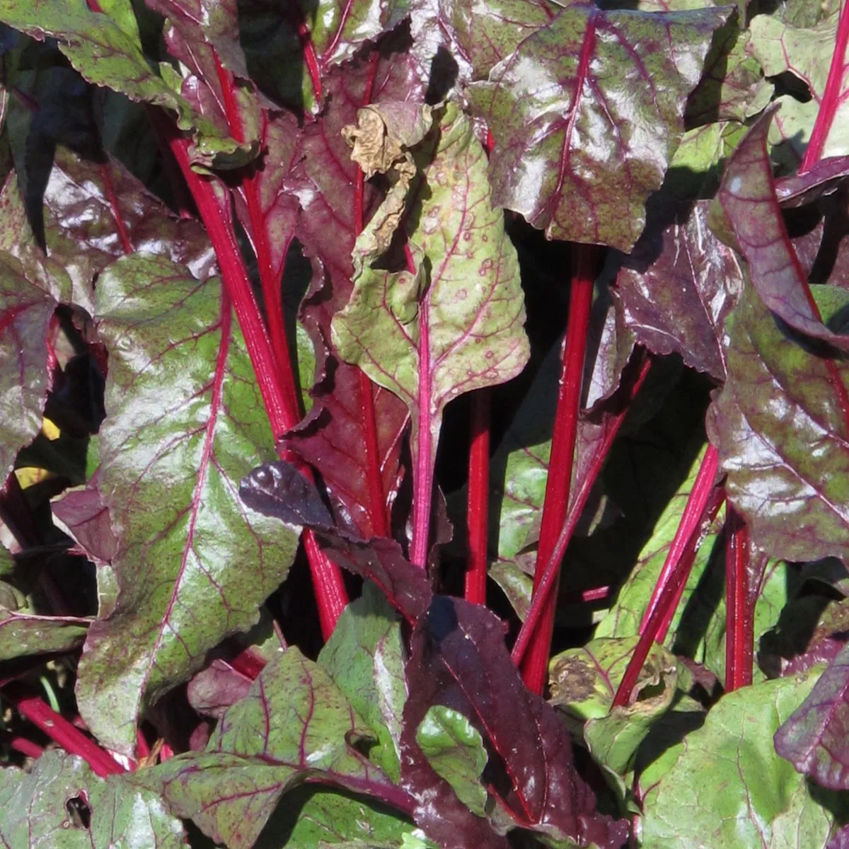 Rote Bete 'Bull's Blood' (Beta vulgaris) Samen