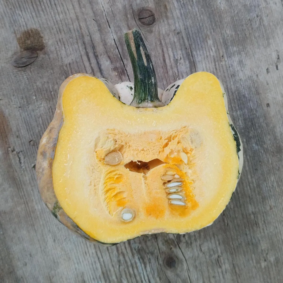 Kletterkürbis 'Sweet Dumpling' (Cucurbita pepo) Samen