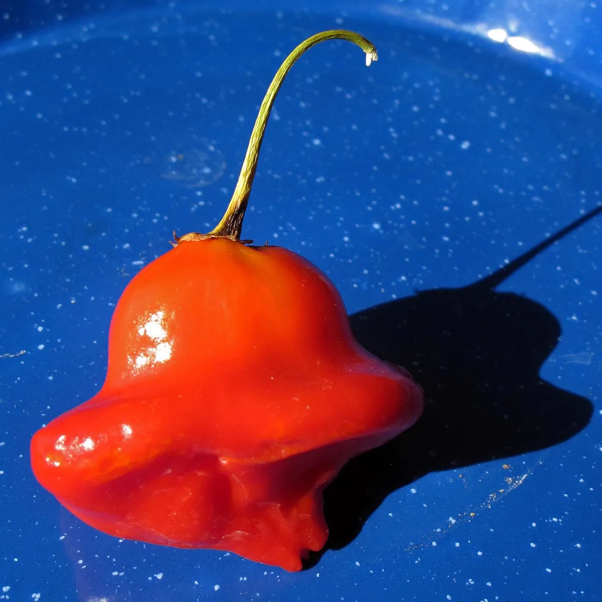 Glockenchili 'Jamaican Bell' (Capsicum baccatum) Samen