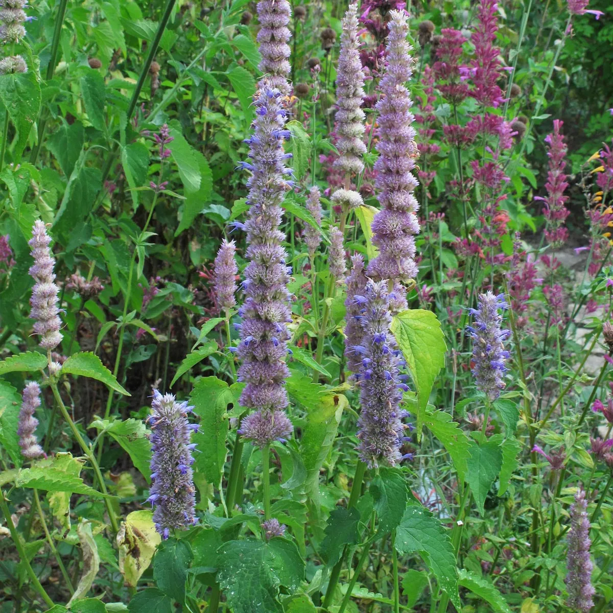 Asiatische Duftnessel | Koreanische Minze (Agastache rugosa) Bio-Saatgut
