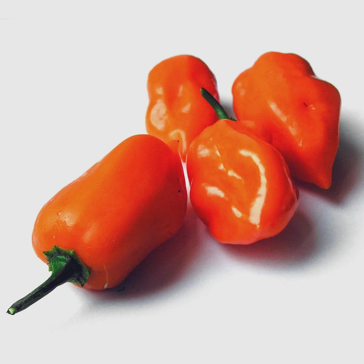 Chili 'Habanero' (Capsicum chinense) Samen