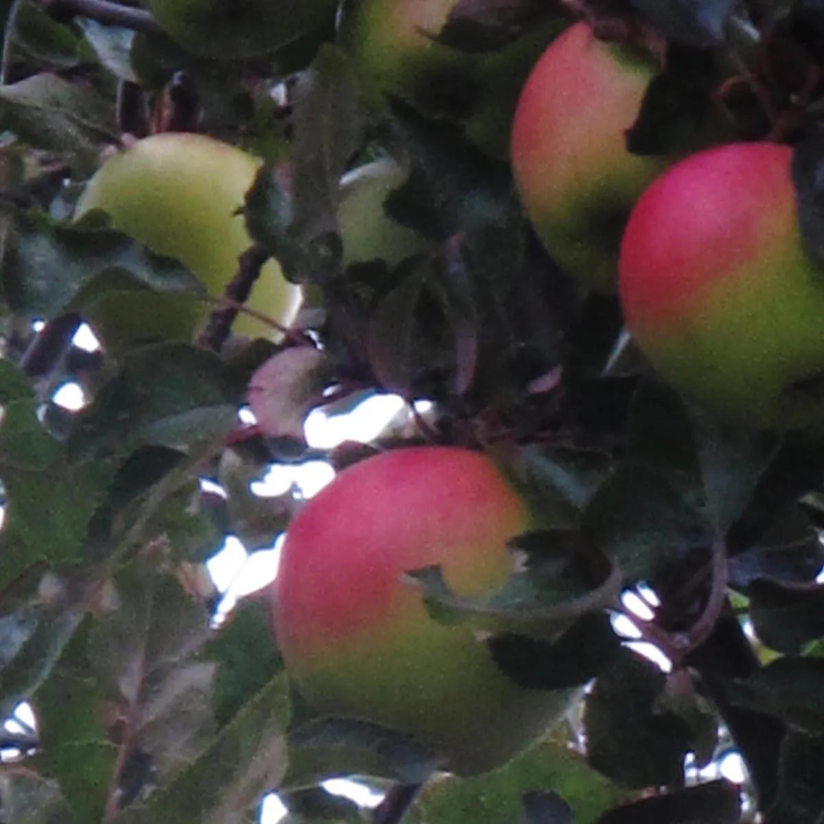 Kulturapfel 'Bittenfelder Sämling' (Malus domestica) Samen