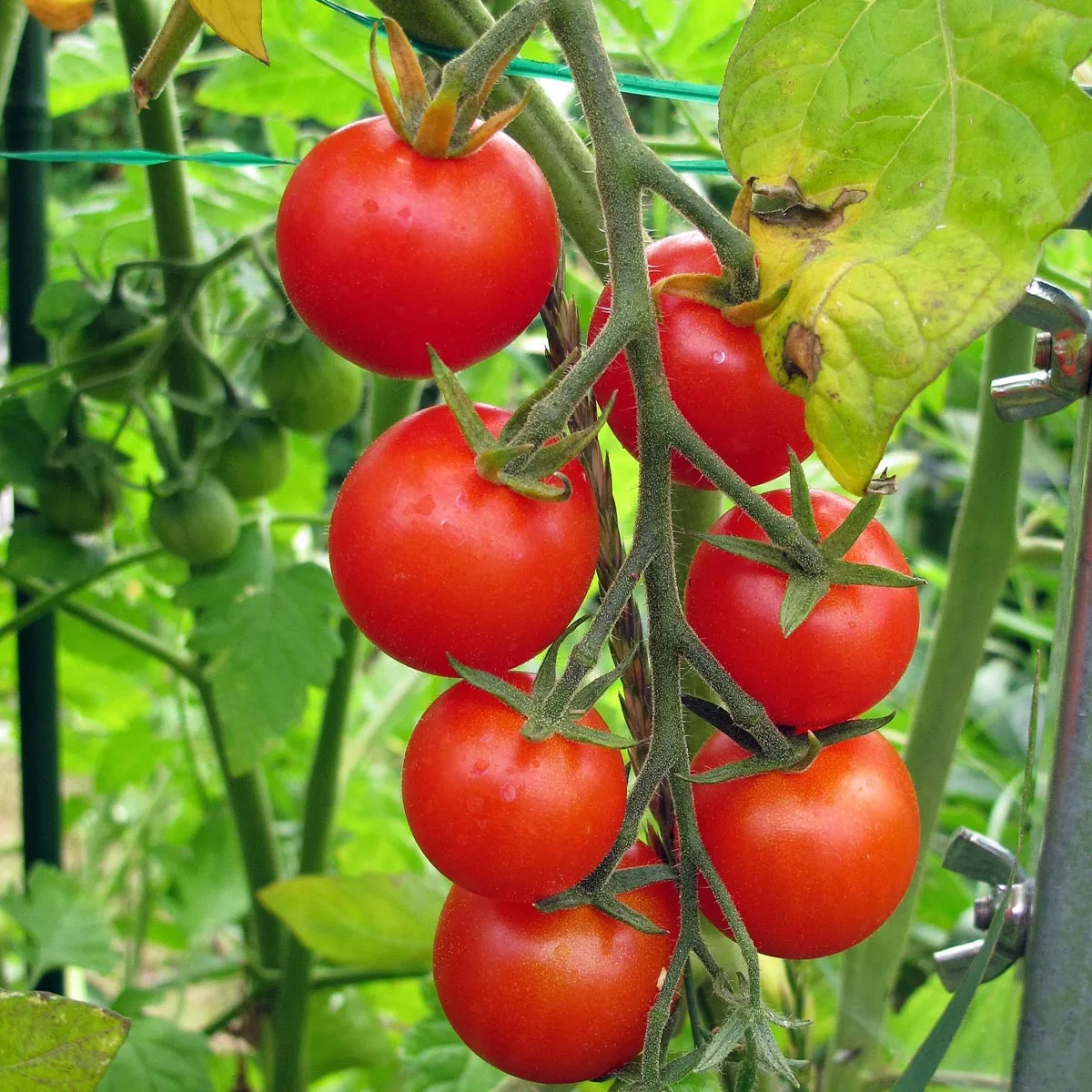Kirschtomate 'Gardener's Delight' (Solanum lycopersicum) Samen