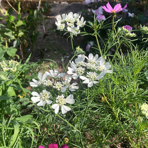 Strahlendolde (Orlaya grandiflora) mit weißen Doldenblüten im Sommerbeet