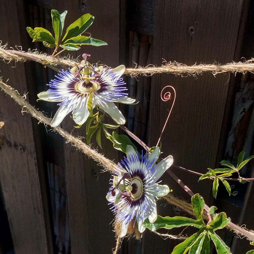 Passionsblume Blueten