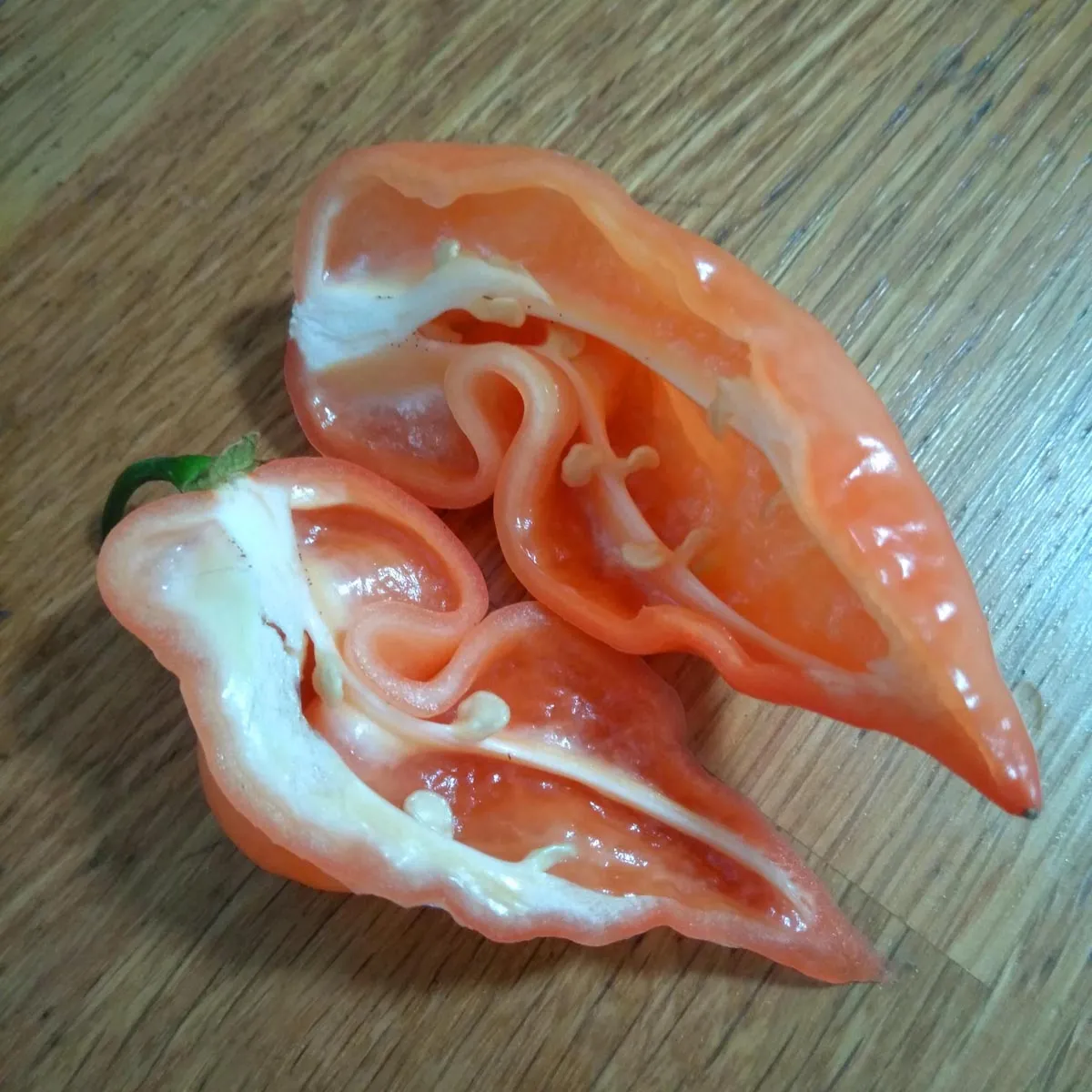 Milder Chili 'Habanada' (Capsicum chinense) Samen