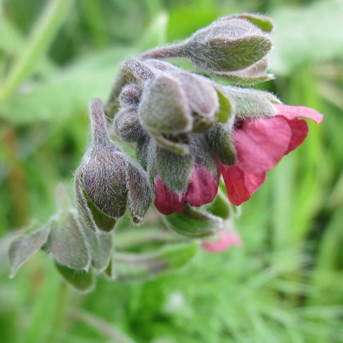 Wildblumen-Mischung (10g passend für ca. 5m² Fläche) Bio
