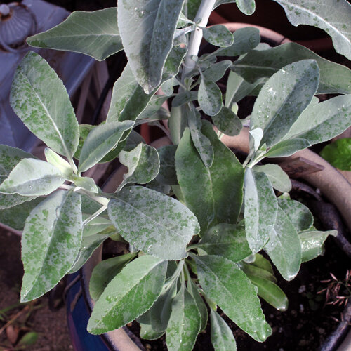 Weißer Salbei (Salvia apiana) mit silbrig grünen Blättern im Topf