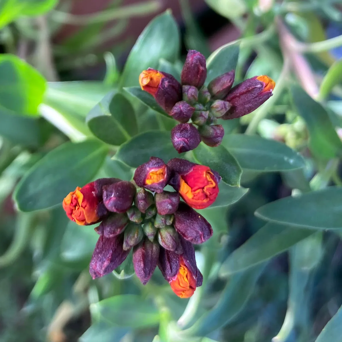 Goldlack 'Goliath Brown' (Erysimum cheiri) Samen
