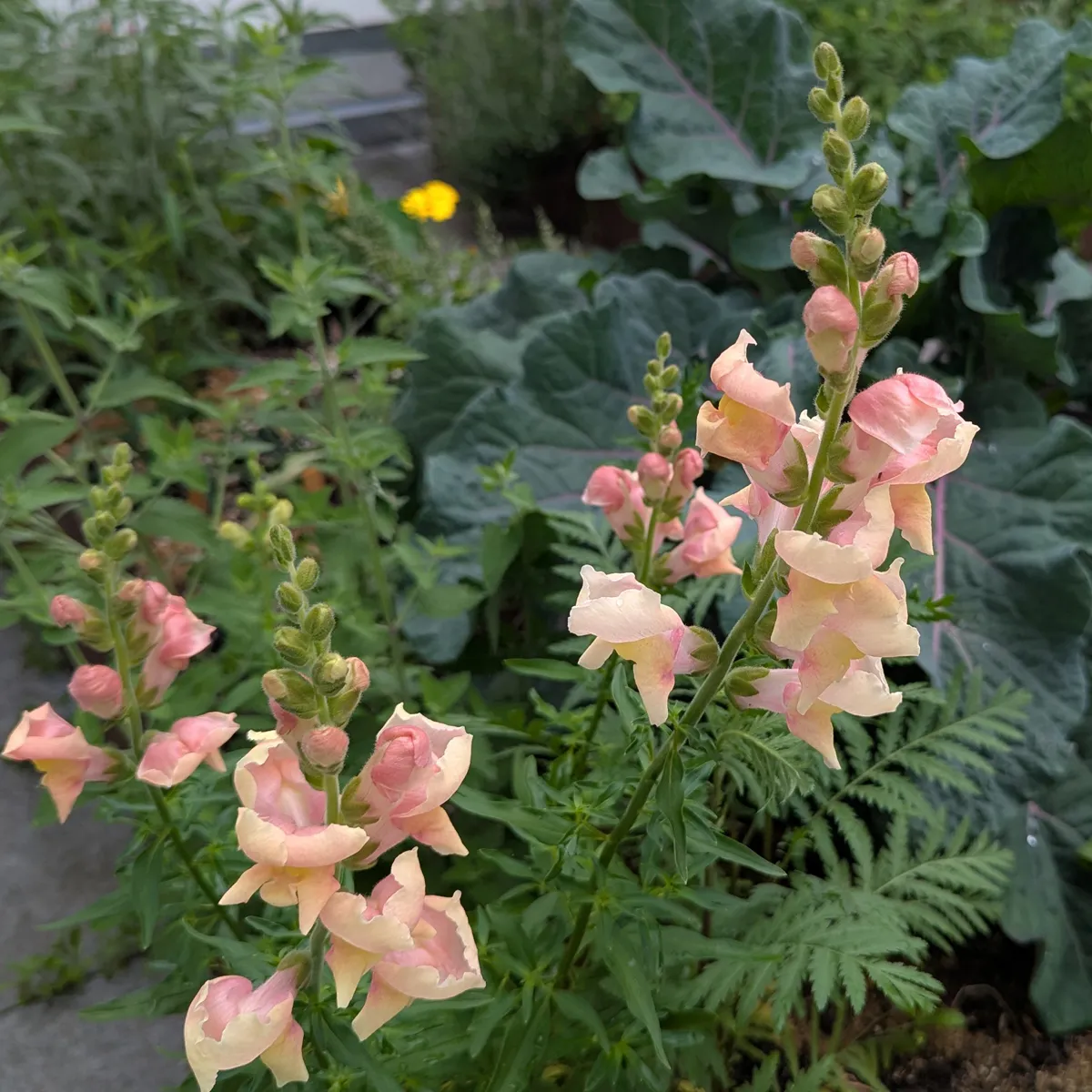 Weiß-rosa Löwenmäulchen 'Appleblossom' (Antirrhinum majus) Samen