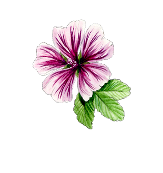 Blumensamen