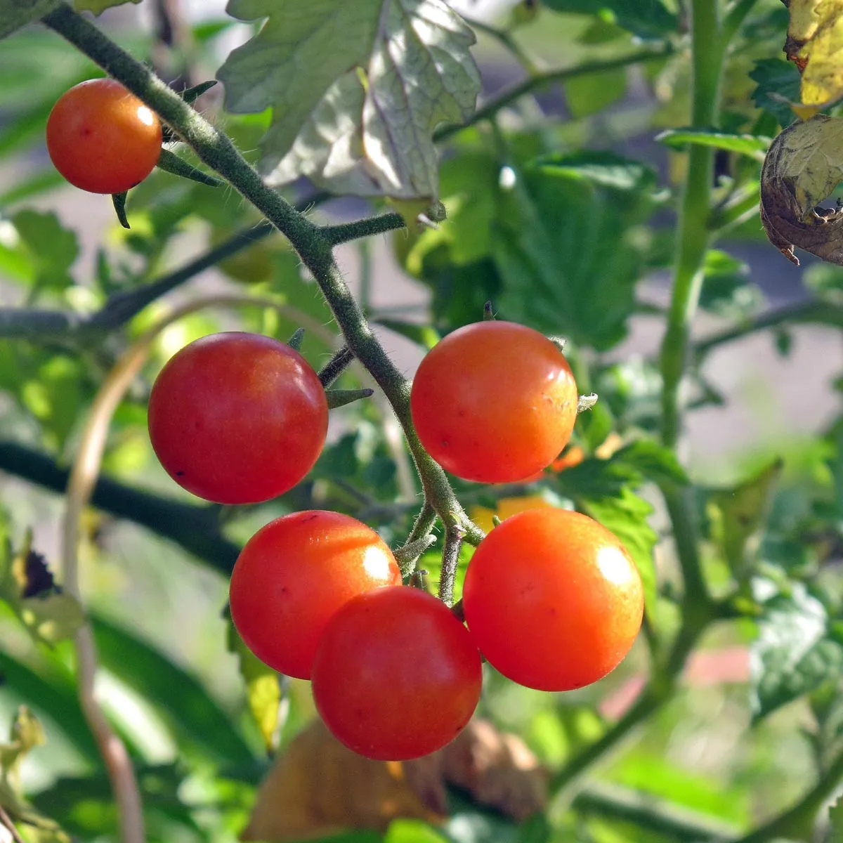 Wildtomate 'Rote Murmel' (Solanum pimpinellifolium) Bio Saatgut