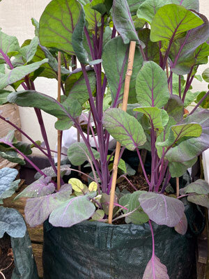 Grüner Pflanzsack mit Gemüsepflanzen mit violetten Stielen, gestützt von Bambusstäben