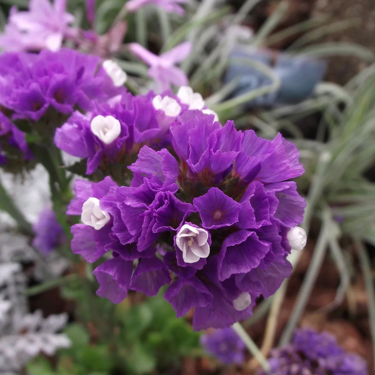 Geflügelter Strandflieder / Statice 'Pastel Mix' (Limonium sinuatum) Samen