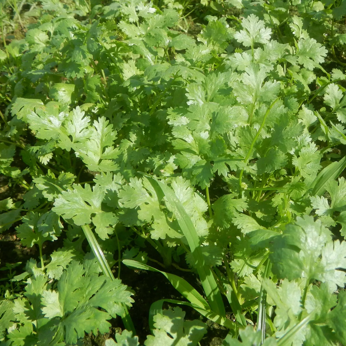 Cilantro / Blatt-Koriander 'Marino' (Coriandrum sativum) Samen