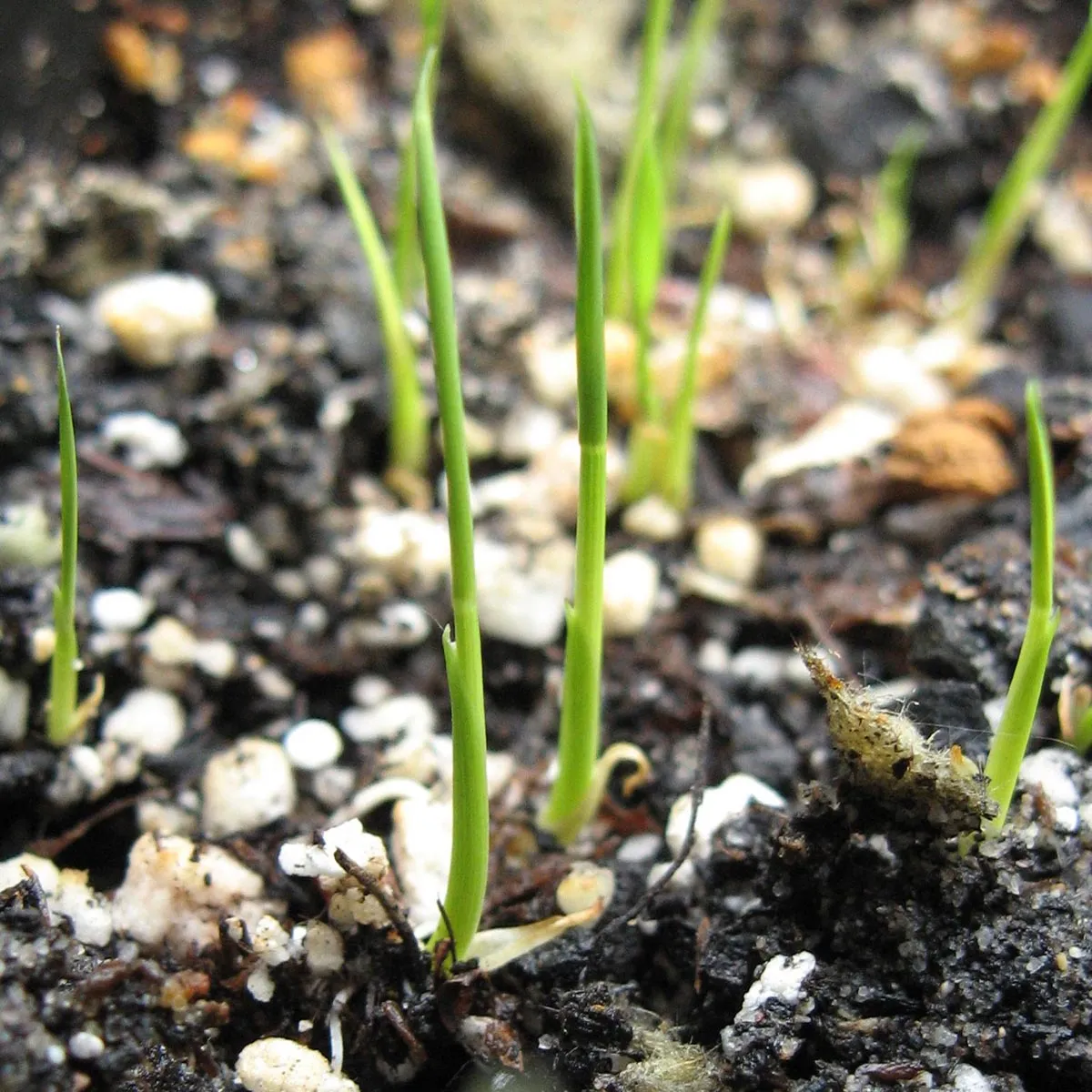 Reis 'Arborio Bianco' (Oryza sativa) Samen