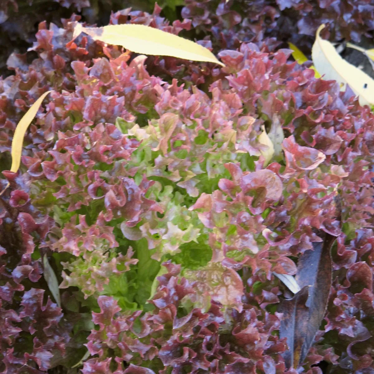 Pflücksalat 'Lollo Rosso' (Lactuca sativa var. crispa) Samen