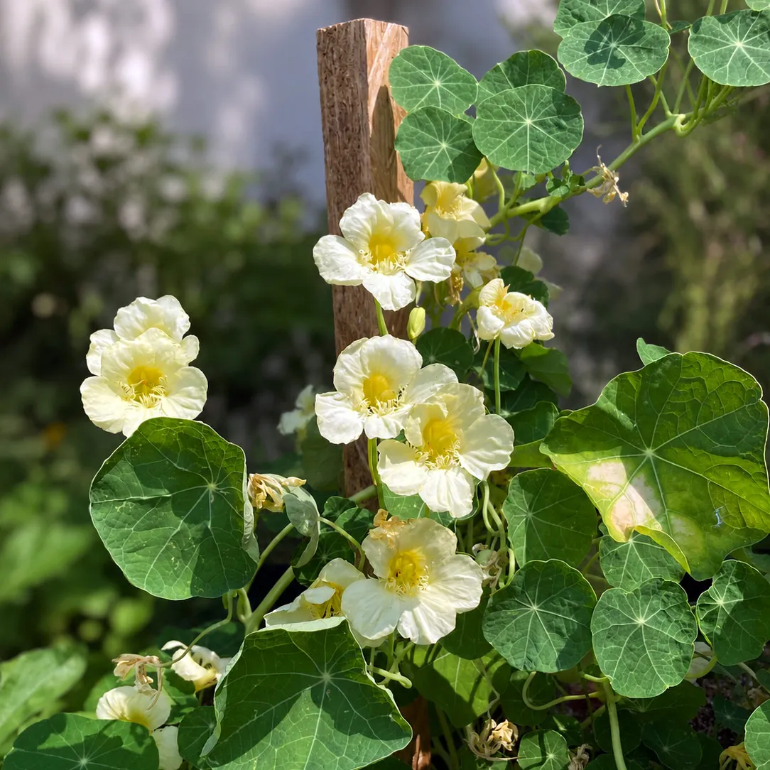 Cremeweisse Kapuzinerkresse 'Milkmaid' (Tropaeolum majus) Samen