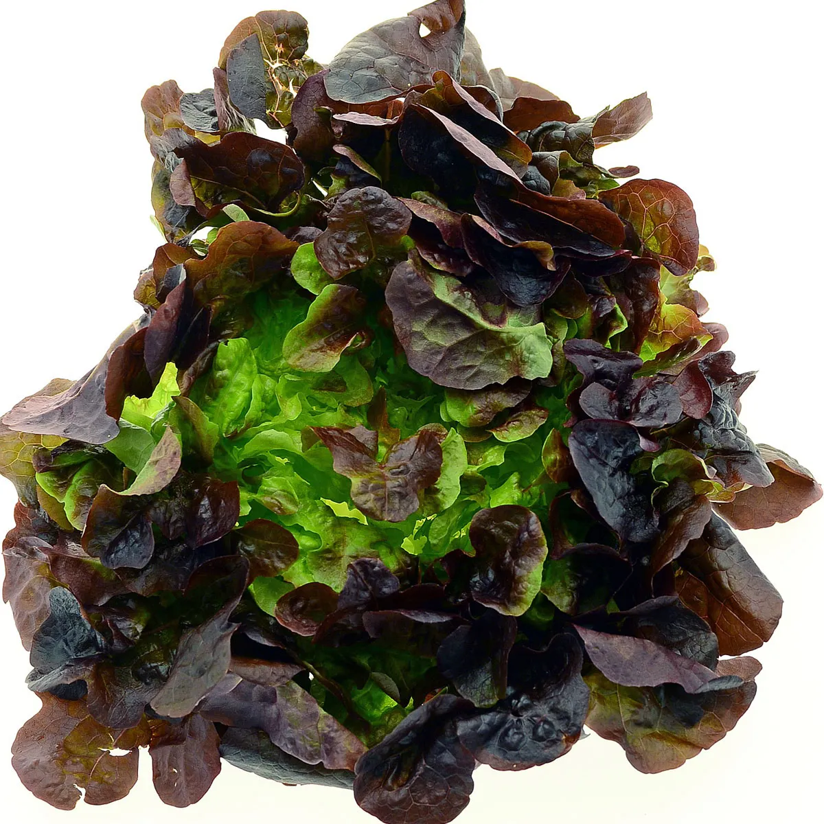 Pflücksalat 'Lollo Rosso' (Lactuca sativa var. crispa) Bio Samen